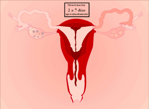вагинопластика