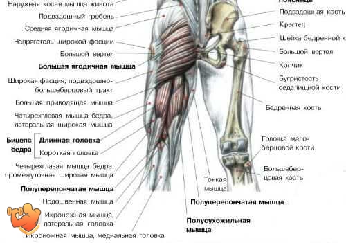 фото анатомия мышц ног