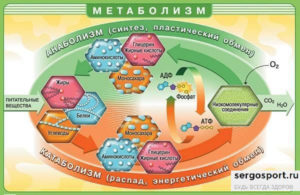 процессы метаболизма