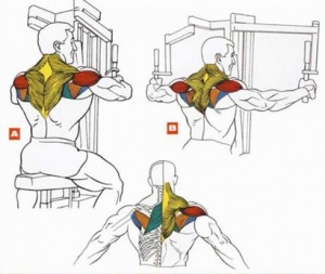 упражнение обратным хватом для плечевых мышц