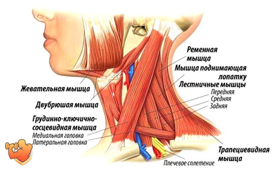 как накачать мышцы шеи