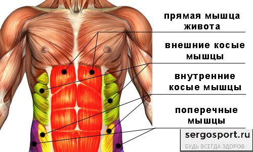 мышцы пресса