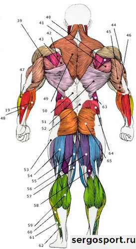 мышцы со спины в бодибилдинге