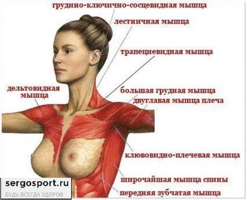 упражнения укрепления грудных мышц для женщин
