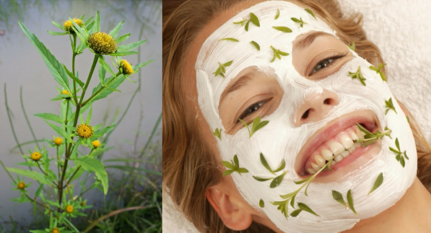 Травы какое лицо. Маска из трав. Маска для лица из растений. Травы для лица. Маска из травы для кожи лица.