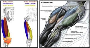 анатомия мышц квадрицепс