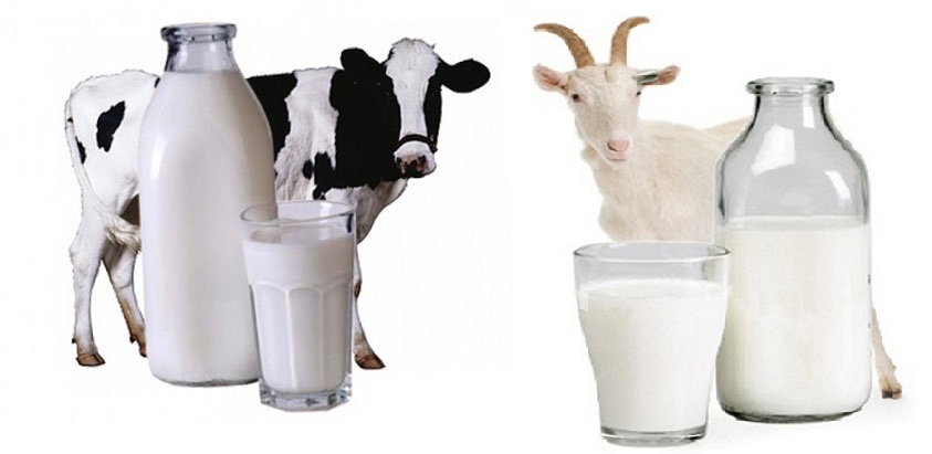 коровье и козье молоко