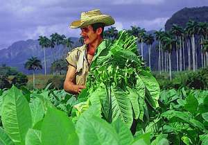 Свойства растения табак